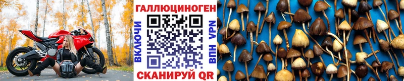 Купить  Лахденпохья  Псилоцибиновые грибы Psilocybine cubensis 